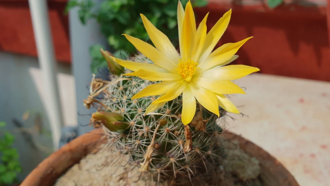 Care of Cactus || How to Grow and Care Cactus || Fun Gardening 