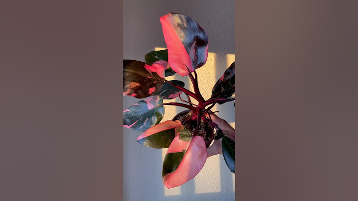 Philodendron Pink Princess marble 🥰✨🌱 #plantcollector #pinkprincess #philodendronpinkprincess