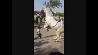 رقص الحصان فى منتهى الروعه