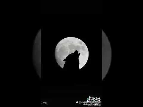 حبيبي لما بجيله جوه بشيله فى النني