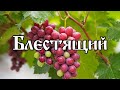 Виноград Блестящий