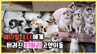 원룸에 유기된 21마리의 고양이들