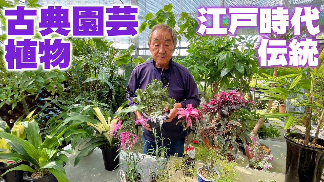 【中古】植物文化人物事典?江戸から近現代・植物に魅せられた人々 植物文化人物事典 : 江戸から近現代・植物に魅せられた人々 【公式通販】