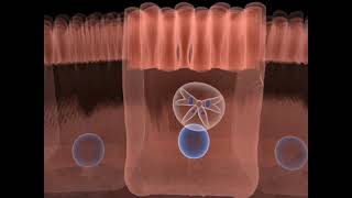 The life cycle of Toxoplasma gondii  Part 02