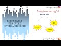 Krebs Cycle - Malayalam | Citric Acid Cycle | Fate Of Pyruvic Acid In Aerobic Respiration |