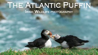 The Atlantic Puffins | Irish Wildlife Photography (Birds photography) | 4K