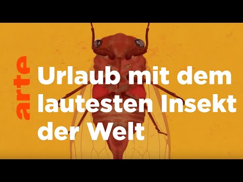 Video: Warum macht eine Zikade Geräusche?