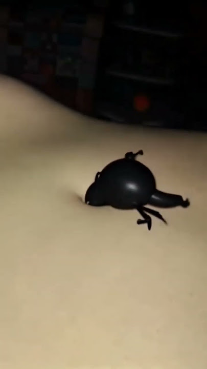 Another Strange Unknown Creature is invading my belly button, help me, pretty please, my poor navel