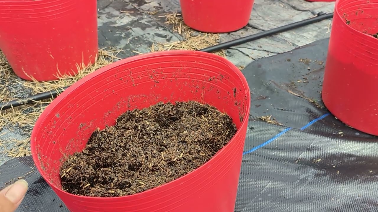 Cách trồng vạn thọ Tết 2026 phần 3 - chuẩn bị giá thể trước khi trồng