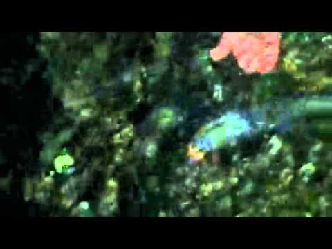 როგორ ეფერებიან კალმახს/How to caress trout