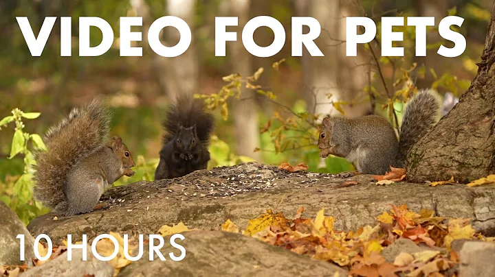 Watch the video about Cat TV for Pets to Watch 🐱 - Birds, Squirrels and Forest Friends in Fall - Oct 22, 2025