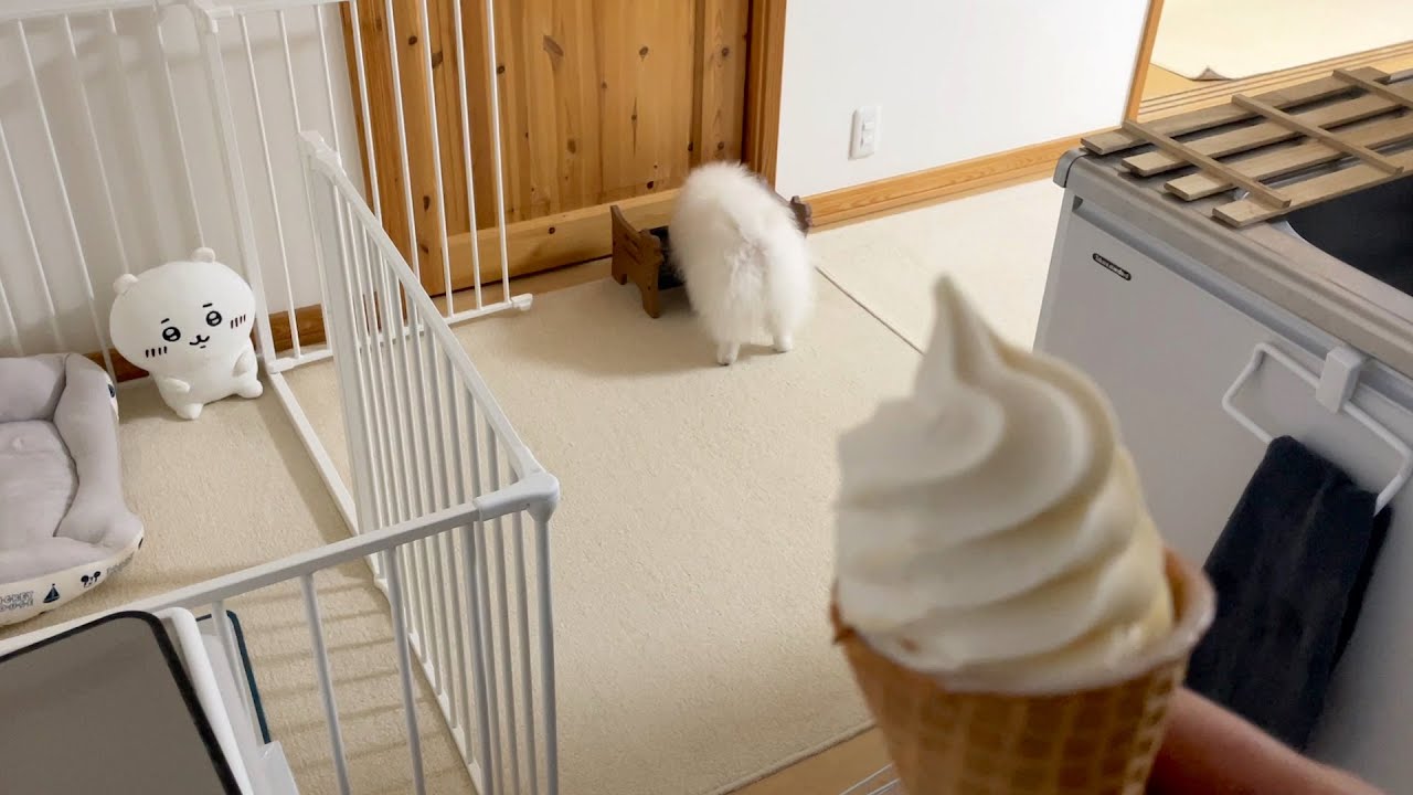 愛犬にバレないようこっそりアイスを食べてみた