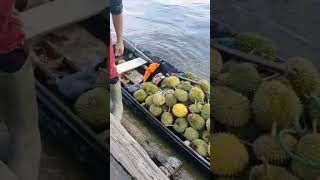 Durian sungai