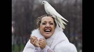 Заказать голубей на свадьбу в г  Иваново