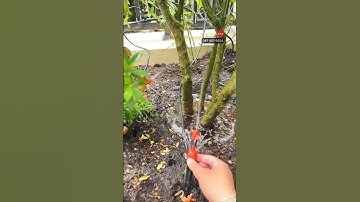 Béc tưới nhỏ giọt 2 trong 1 tại gốc GIÁ RẺ nhất hiện nay hiệu quả cao dễ lắp đặt#tuoinhogiot