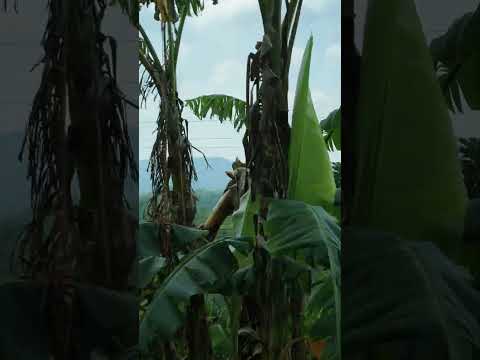 সিন্দুকছড়ি রোড