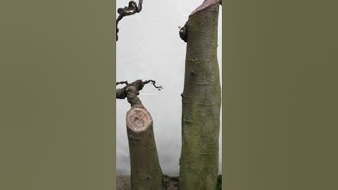 Nghệ Thuật Bonsai #shorts