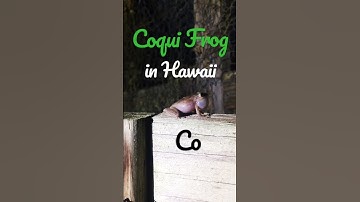 Thumbnail of Have YOU ever seen this up close? (Coqui Frog in Hawaii)