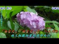 縁(えにし)緣份(2013)(日語~島津亜矢+翻譯)銘哥翻唱