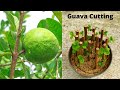 How to propagate guava tree from cuttings  growing guava tree from cutting