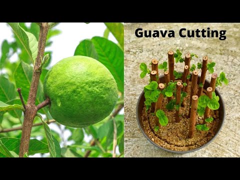 Videó: A guava dugványok szaporítása: tippek a guava dugványok gyökerezéséhez
