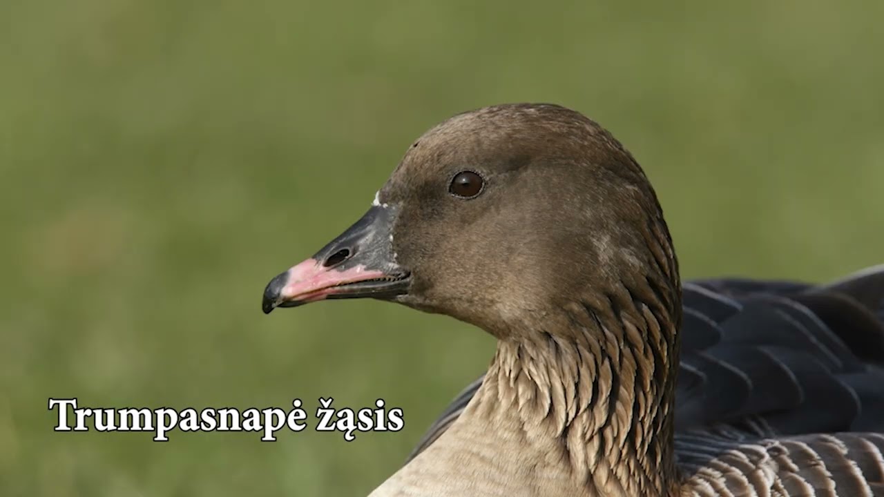 Čia – Lietuva. Įstabiais gamtos takais (29)   KUR SKRENDA ŽĄSYS?