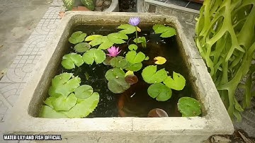 NUÔI CÁ BẢY MÀU VÀ CÁ SONG KIẾM TRONG HỒ XI MĂNG TRỒNG HOA SÚNG 2020