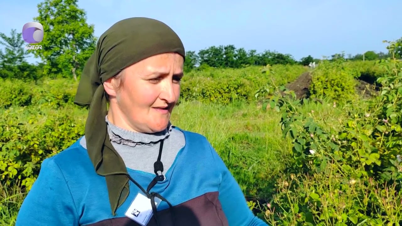 Zaqatalada qızılgül yığımı aparılır