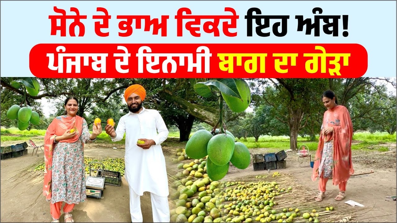ਸੋਨੇ ਦੇ ਭਾਅ ਵਿਕਦੇ ਇਹ ਅੰਬ🥭! Inami Bagh Hoshiarpur | Mango Orchard | Amrik Manpreet | Walk With Turna