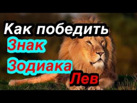 Как победить знак зодиака Лев/слабые места льва/гороскоп/астрология/всё о знаках зодиака