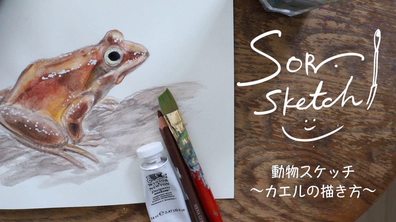 どうぶつスケッチ】 とんがり帽子で描く「 エゾアカガエル 」 - 絵本