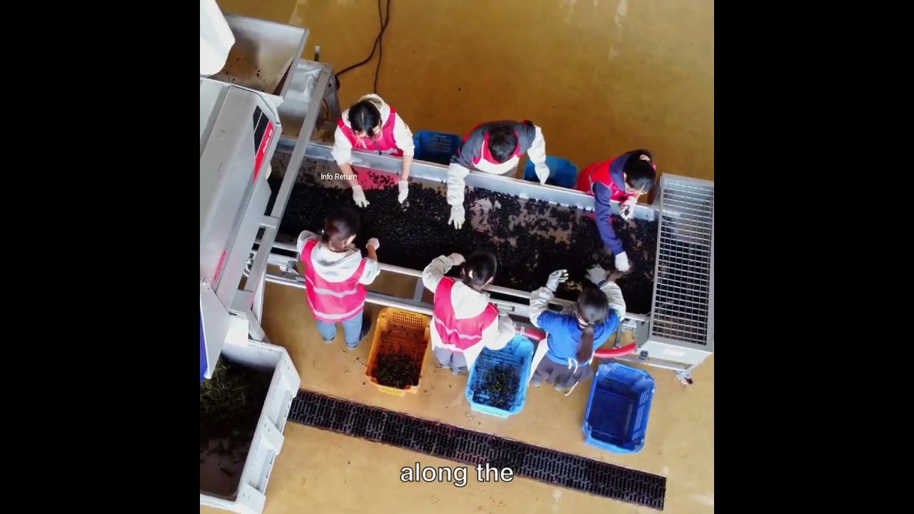 Qvevri Wine Making In Factory 👌