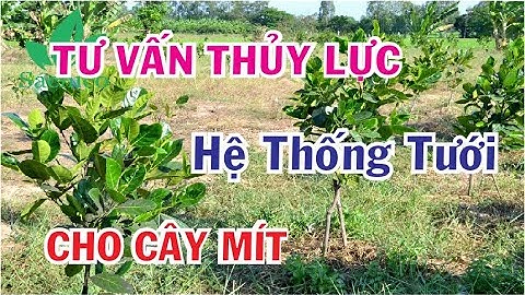 TƯ VẤN THỦY LỰC HỆ THỐNG TƯỚI CHO CÂY MÍT VƯỜN ANH ZALO LẠC NHỊP