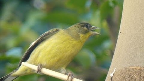 20-Cent, 2-Minute Thistle Bird Feeder