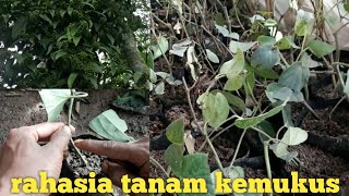 Cara Menanam Kemukus di Polybag Agar Hidup 100% (Sistem Sungkup)