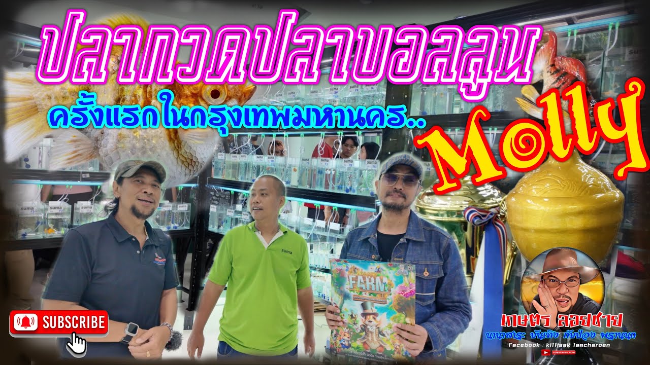 ประกวดปลาบอลลูน Mollyครั้งแรกในกรุงเทพมหานคร @เกษตร ลอยชาย