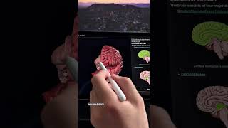 New in Easy Anatomy — 3D Notes! The best app for the Medschool & USMLE