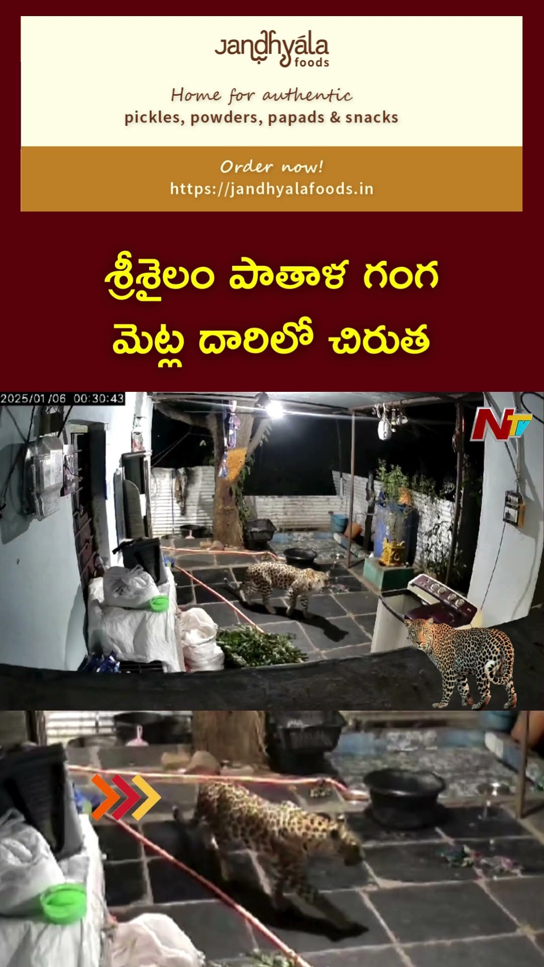 శ్రీశైలం పాతాళ గంగ మెట్ల దారిలో చిరుత | Ntv