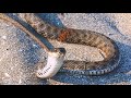 #змеи#snake#Базаотдыха#алау#Agtau#актау#каспий#море