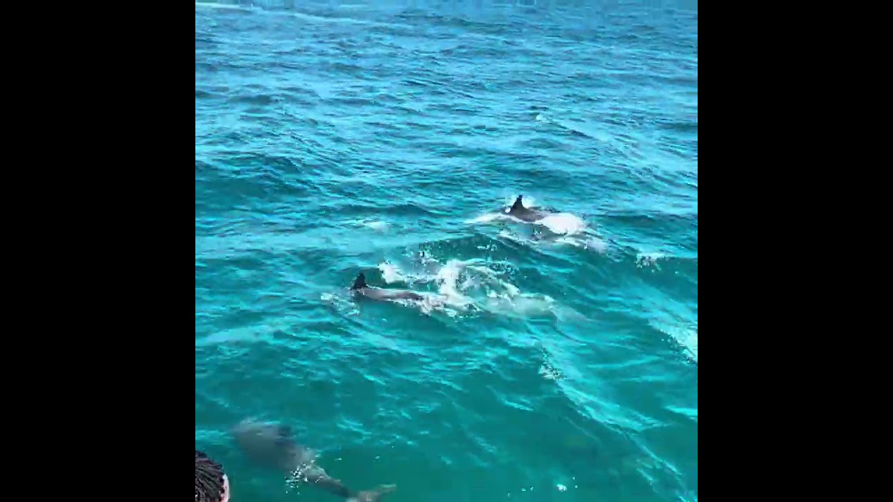 Spotting dolphins, manta rays, and manatees in Panama City Beach