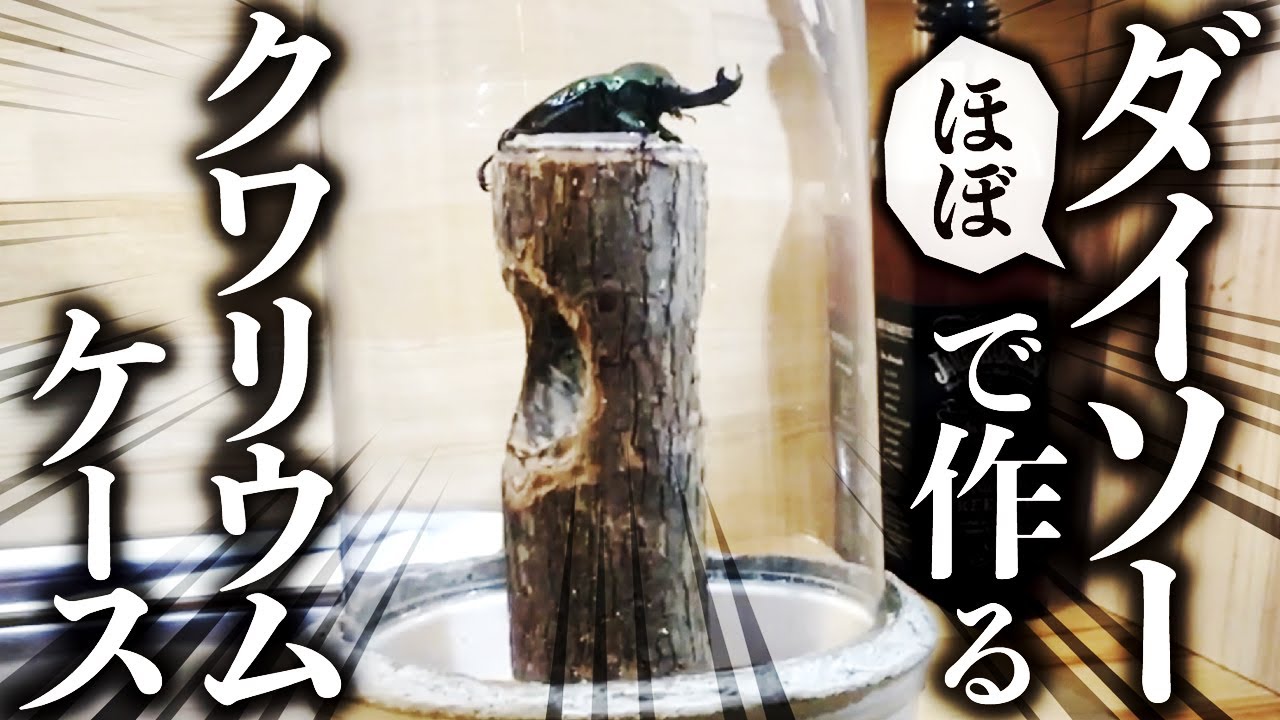 自作クワガタ飼育ケース・クワリウム 親子で簡単テラリウム作り！（クワガタ編）おすすめケースはこれ