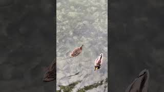 Switzerland  Luzern asmr shorts viral luzern viralshortswater nature switzerland birds