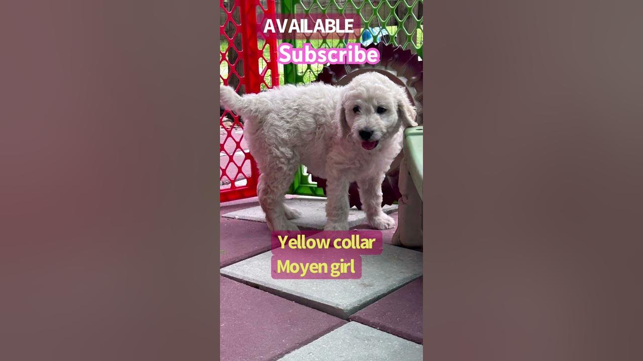 Non shedding Moyen labradoodle puppies available. These kids have
