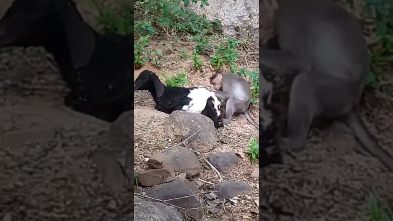 What a bond between Monkeys🐒🐒🐒 and Goats🐐🐐🐐 Beauty 