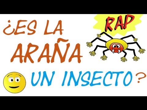 Video: ¿La araña es un insecto?