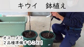 お家で果樹栽培88　キウイ　鉢植え