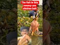 The fish in these swamps like chicken meat #hewan #animals