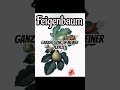 Feigenbaum ( Shindy Diss )