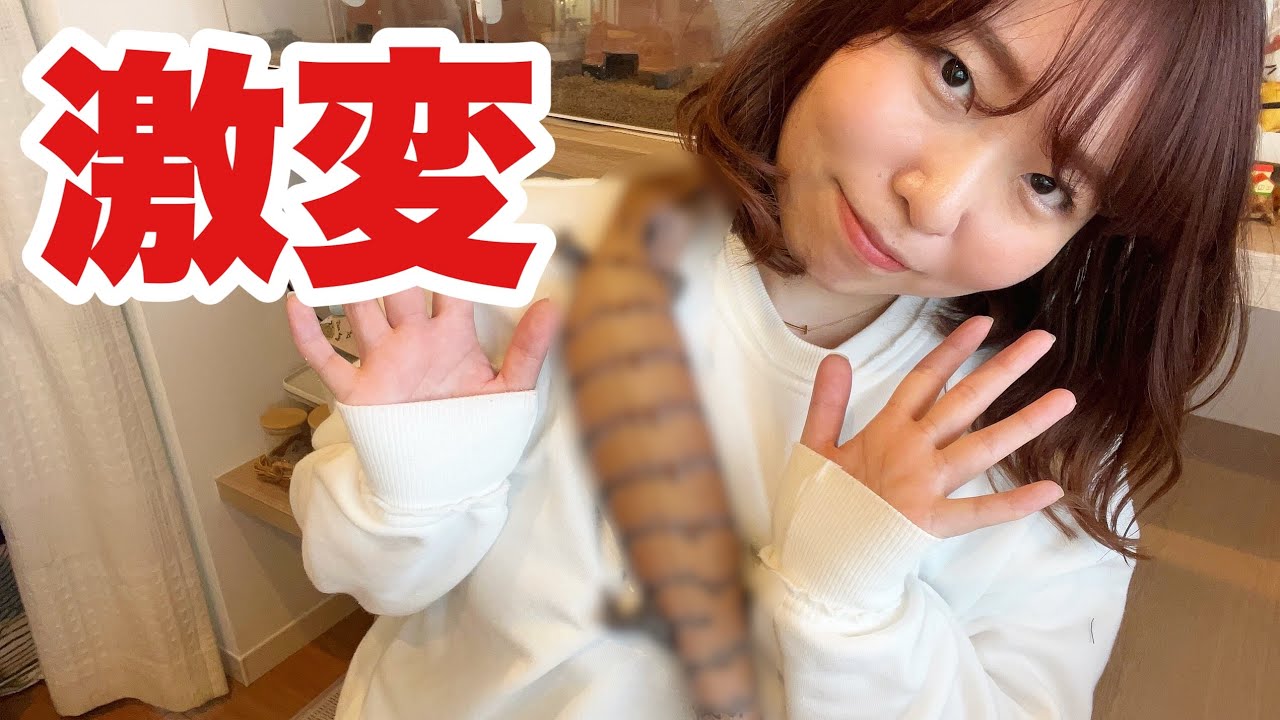 【急成長】爬虫類は1年でこれだけ成長します。