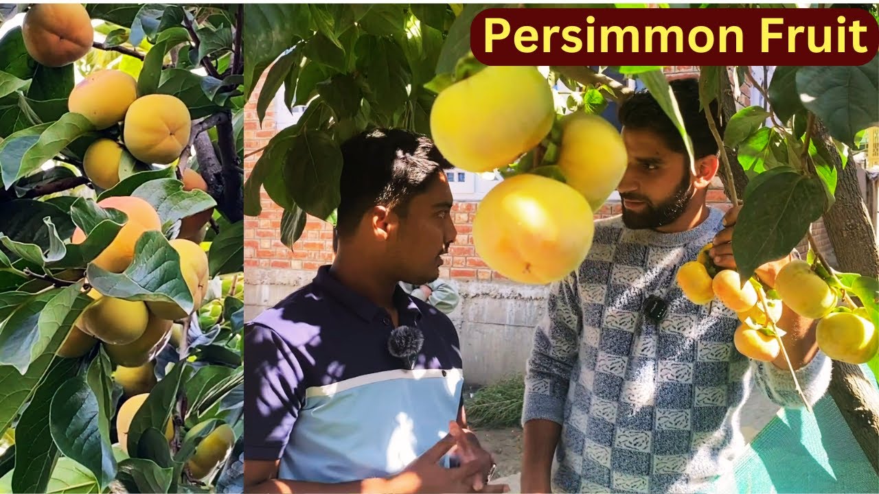 Persimmon Fruit Farming In India | Earning 43,50,000/- Per Year | Fuyu Persimmon | Kaki Persimmon |